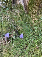Campanula rotundifolia