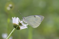 Pieris