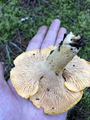 Cantharellus enelensis