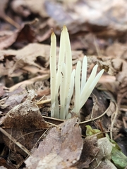 Clavaria fragilis