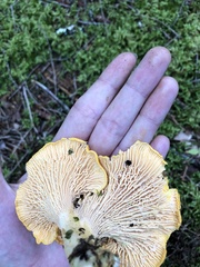 Cantharellus enelensis