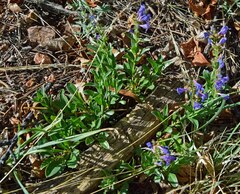 Penstemon virens