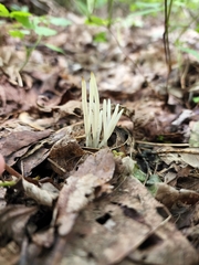 Clavaria fragilis