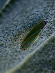 Graphocephala