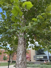 Platanus