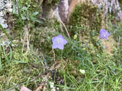 Campanula rotundifolia
