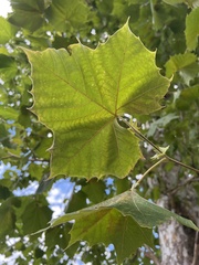 Platanus