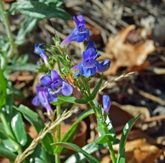 Penstemon virens