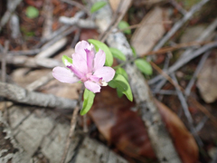 Rhinotropis californica