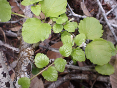 Clinopodium douglasii