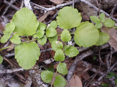 Clinopodium douglasii