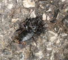 Carabus coriaceus