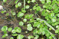 Hydrocotyle