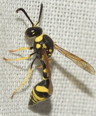 Eumenes coarctatus