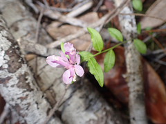 Rhinotropis californica