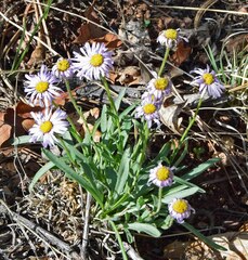 Erigeron vetensis