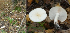 Tricholoma album