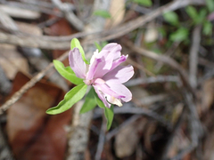 Rhinotropis californica