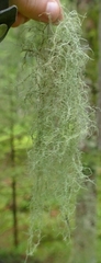 Usnea barbata