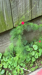 Ipomoea quamoclit
