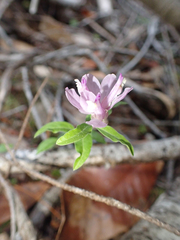 Rhinotropis californica