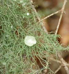 Usnea florida