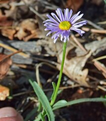 Erigeron vetensis