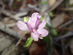 Rhinotropis californica