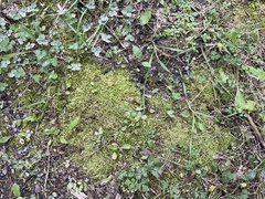 Amblystegium serpens