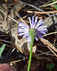 Erigeron vetensis