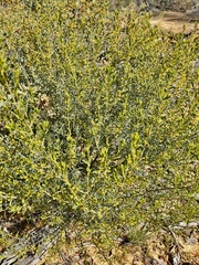 Acacia wilhelmiana