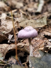 Mycena pura