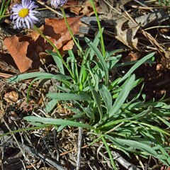 Erigeron vetensis