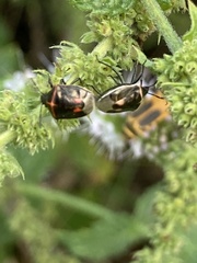 Cosmopepla lintneriana