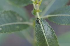 Phratora vulgatissima