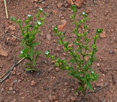 Lappula occidentalis