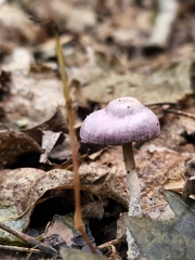 Mycena pura