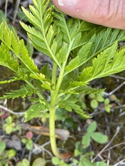 Botrypus virginianus