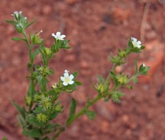 Lappula occidentalis