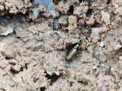 Pogonus submarginatus