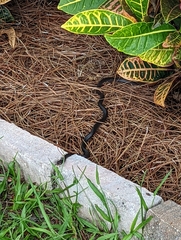 Coluber constrictor priapus