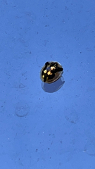 Deloyala guttata