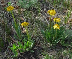Senecio integerrimus
