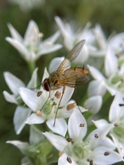 Tachininae