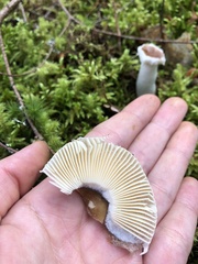 Russula fragilis
