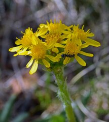 Senecio integerrimus
