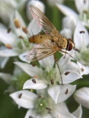 Tachininae