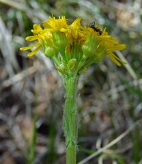 Senecio integerrimus