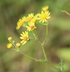 Jacobaea