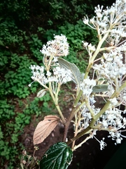 Ceanothus caeruleus